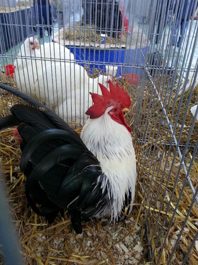 102 - expozitie agronomie