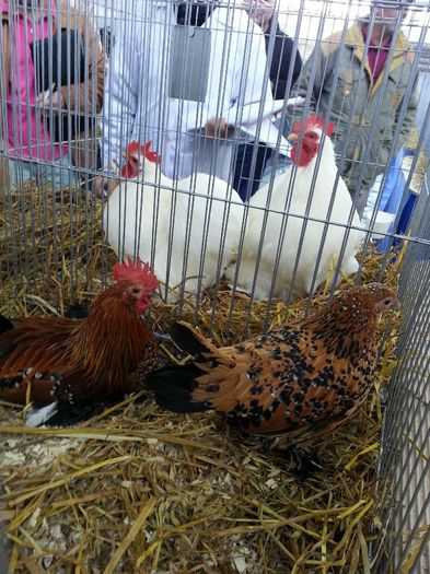 103 - expozitie agronomie
