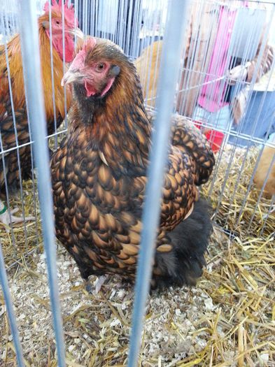 104 - expozitie agronomie