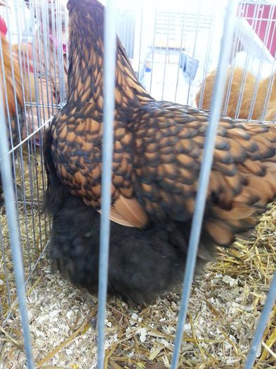 105 - expozitie agronomie