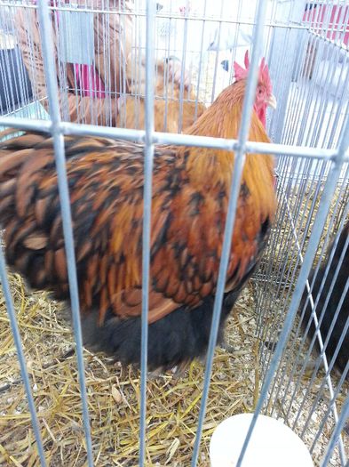 106 - expozitie agronomie