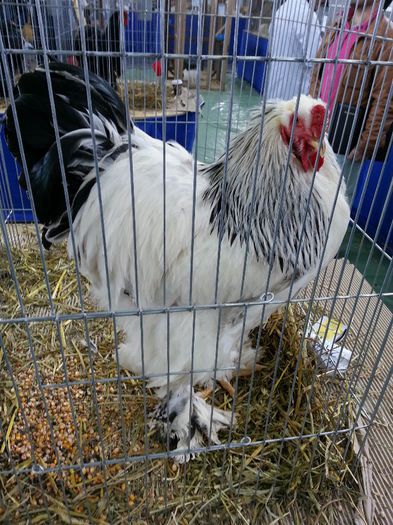 115 - expozitie agronomie