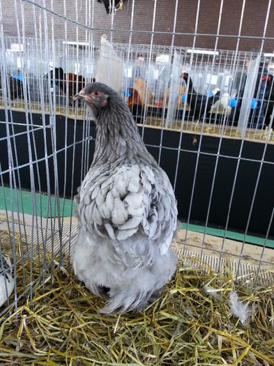 120 - expozitie agronomie