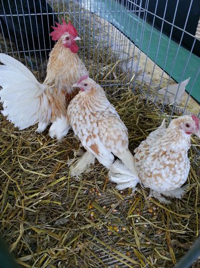 123 - expozitie agronomie