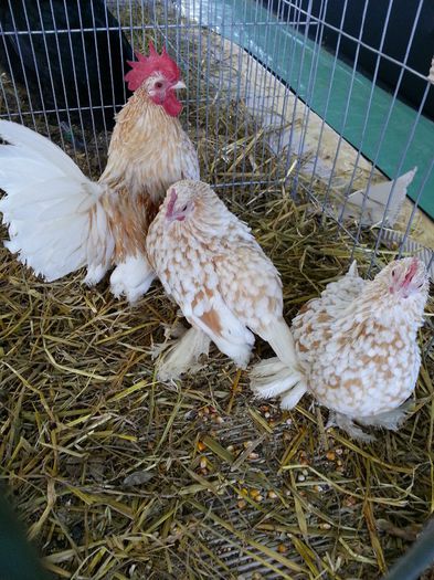 124 - expozitie agronomie