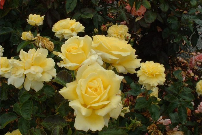 5910-Rosa-Golden-Delight - Golden Delight