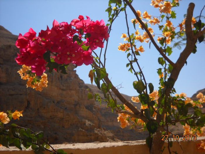 altoi 2 colori o singura planta