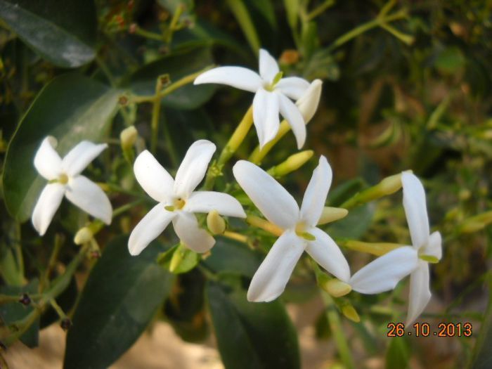 DSCN3693 - FLORI