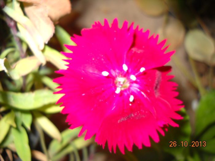 DSCN3717 - FLORI