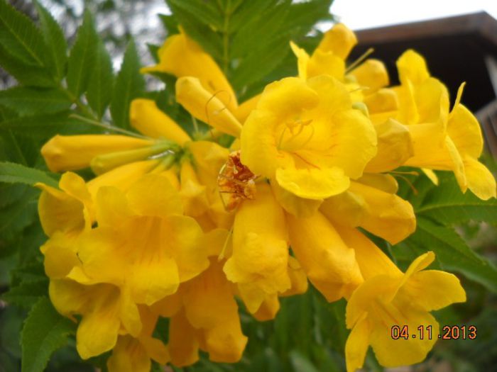 DSCN3970 - FLORI