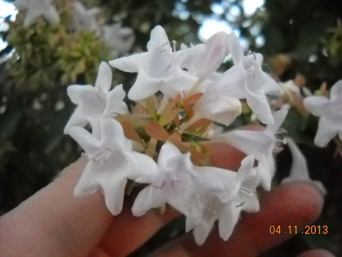 DSCN3981 - FLORI
