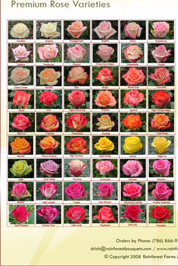Rosesvarieties