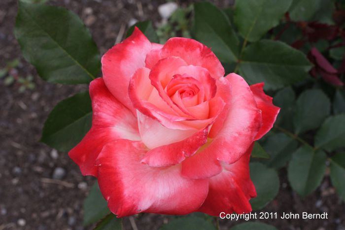 Rose Brigadoon