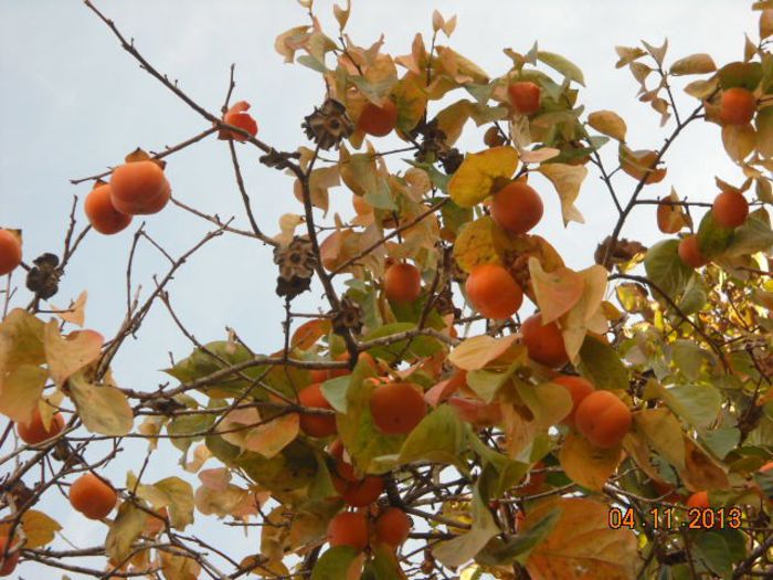 kaki-curmale japoneze sau merele de aur - roade - toamna la Ierusalim