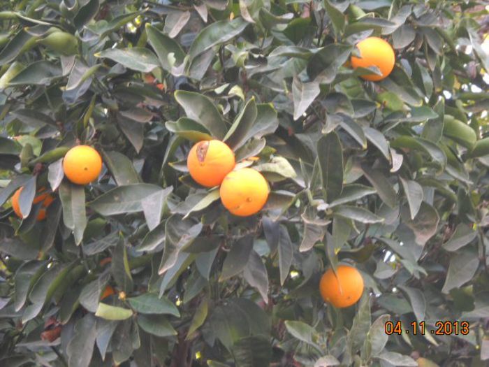 mandarine - roade - toamna la Ierusalim