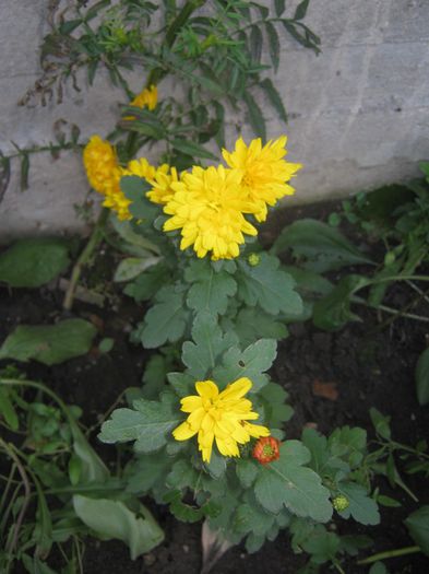 IMG_6098 - Crizanteme