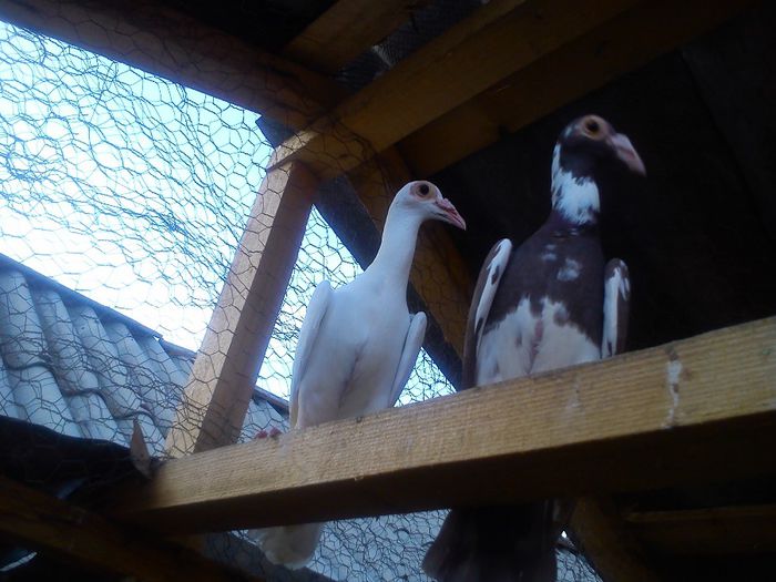 DSC_0195; Aceste exemplare nu sunt de vanzare !!!
