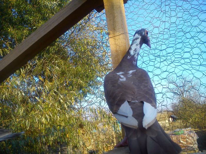 DSC_0197; Aceste exemplare nu sunt de vanzare !!!
