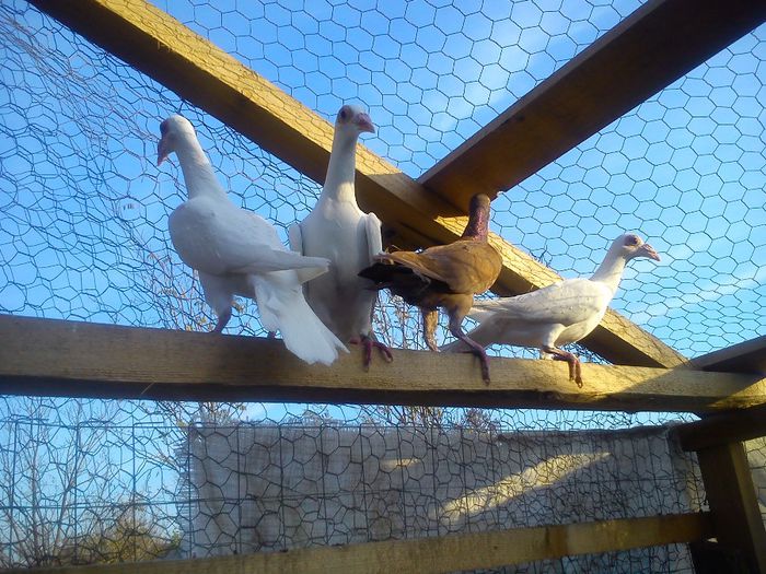 DSC_0200; Aceste exemplare nu sunt de vanzare !!!
