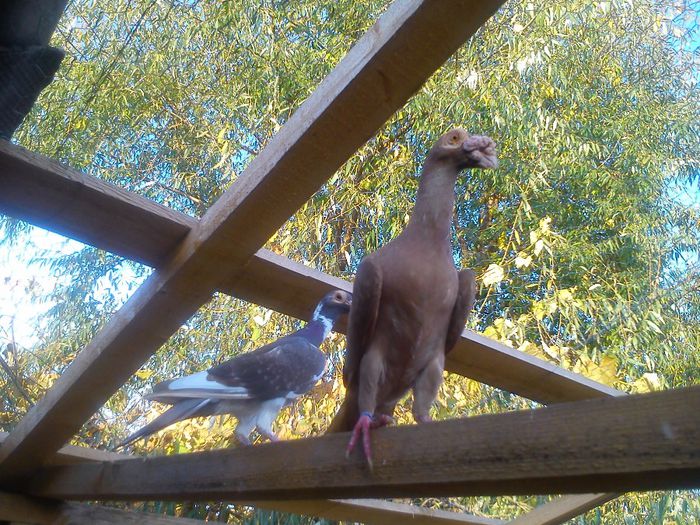 DSC_0204; Aceste exemplare nu sunt de vanzare !!!
