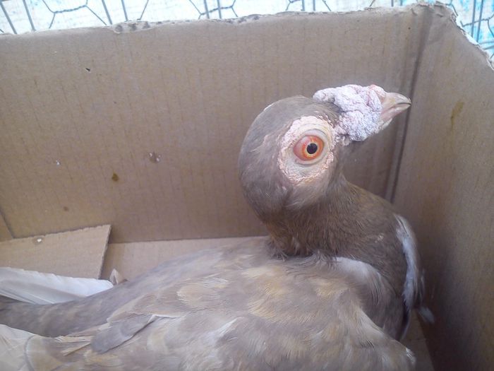 DSC_0207; Aceste exemplare nu sunt de vanzare !!!
