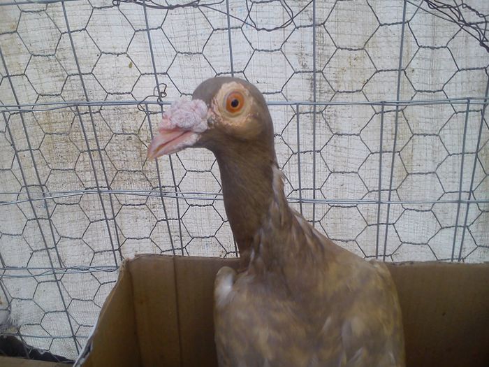 DSC_0208; Aceste exemplare nu sunt de vanzare !!!
