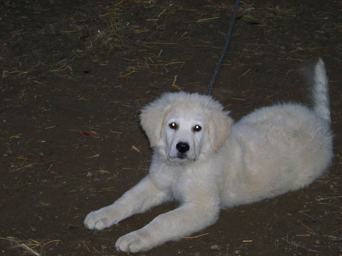 100_7610 - KUVASZ