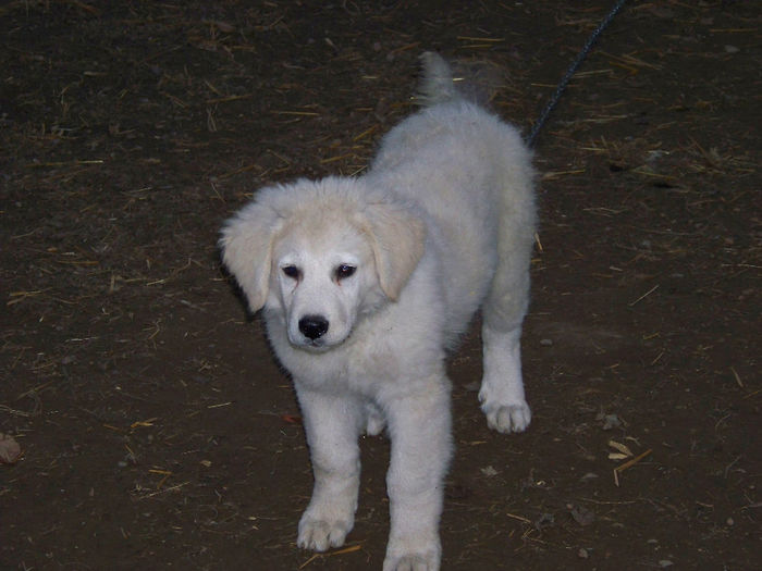 100_7608 - KUVASZ