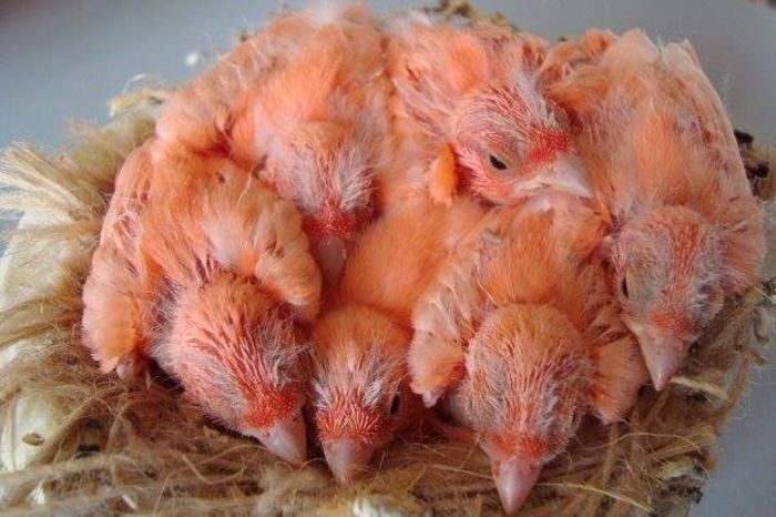 1441253_575544295832697_597424890_n