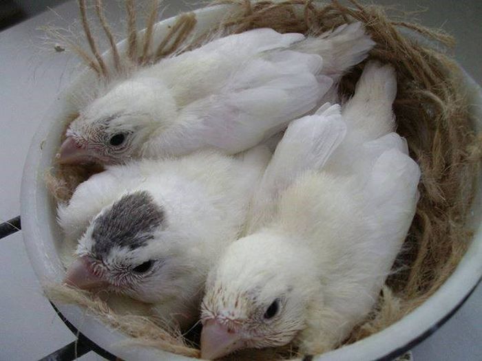 1395358_564880656899061_1292629413_n