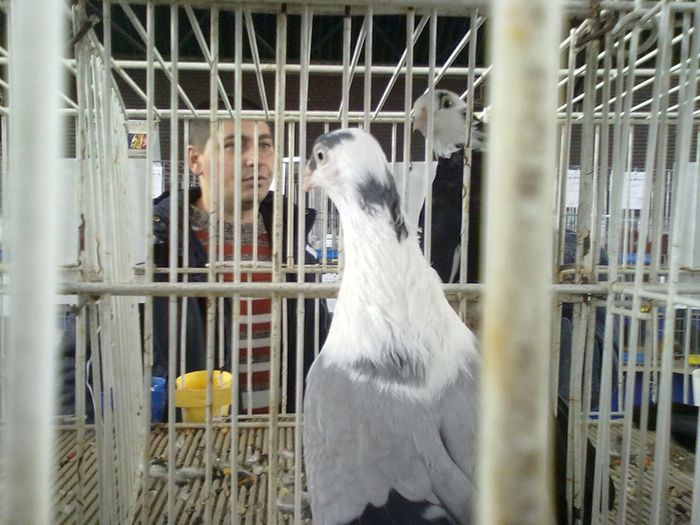 16112013924 - 8 EXPO Fauna Bucuresti 2013