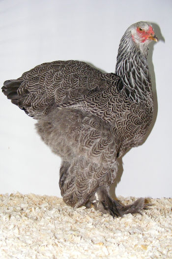 HERMINAT INCHIS 2013 - HI___PUICUTE TINERET 2013