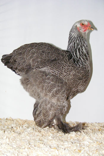 HERMINAT INCHIS 2013