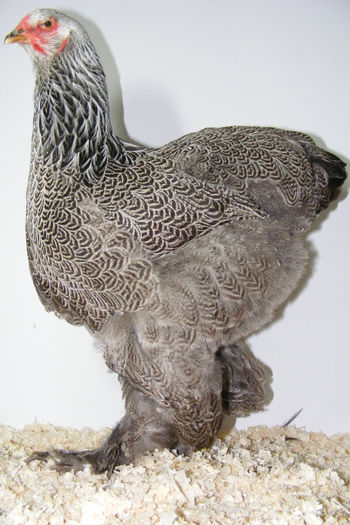 HERMINAT INCHIS 2013