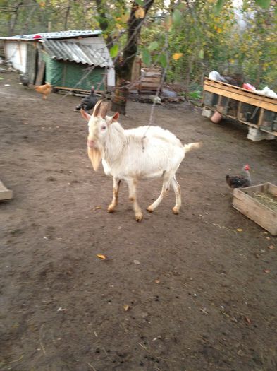 IMG_0204 - capre saanen de vanzare 2015