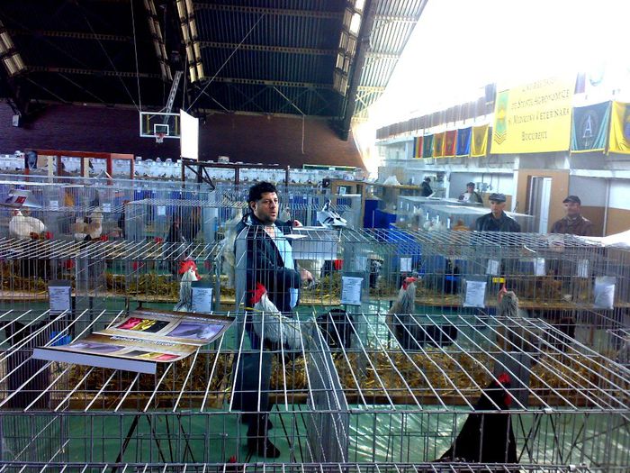 TAVI COLEN prinde porumbelul evadat - Expo Fauna  Bucuresti 2013