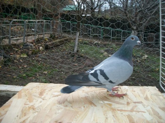 porumbei 770-2012-T_6177703-belg-1997-Blauwe-Bourges-Voets Maurice-iar Mama Gust Cristians; T6177703-belg-1997-fiu-BLAUWE_BOURGES_VOETS MAURICE-IAR MAMA GUST CRISTIANS
