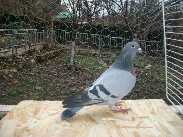 770-2012-LA fel; La fel
