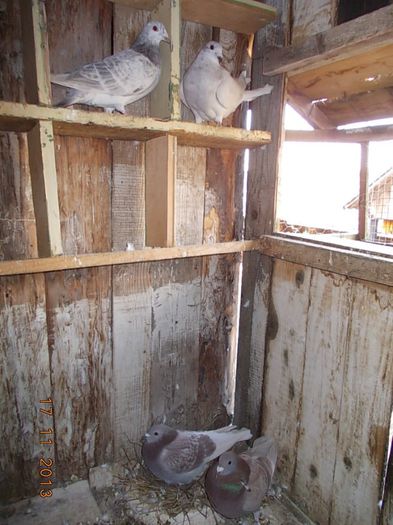 DSCN2868 - 05 Imagini din voliera si din viata lor