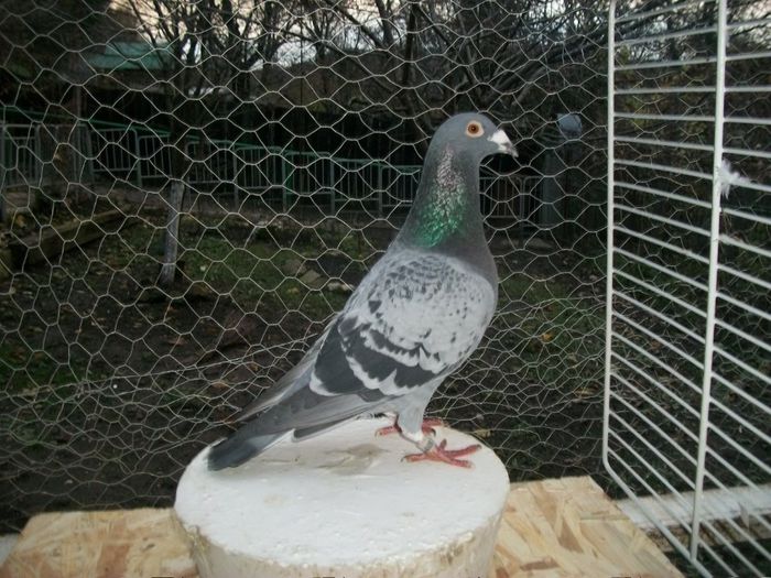 750-2012-T-LIHTE BOURGES-6171320-BELG-98+M-GUST CRISTIANS