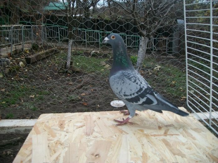 750-2012-T-LIHTE BOURGES-6171320-BELG-98+M-GUST CRISTIANS; MAURICE VOETS
