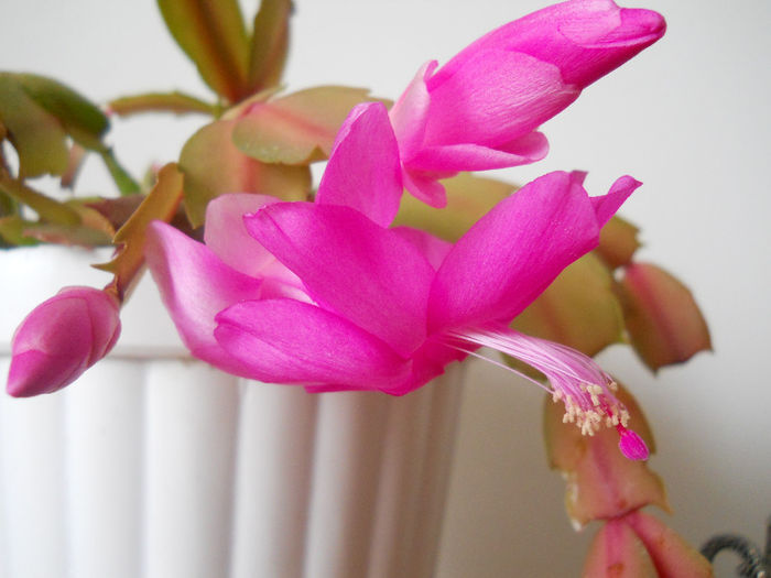 DSCN0067_002 - schlumbergera