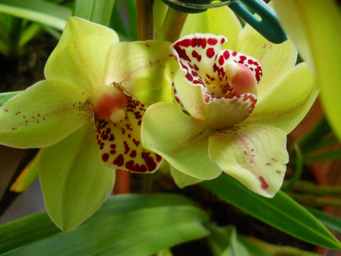 DSCN0078_013 - cymbidium 2013-2014