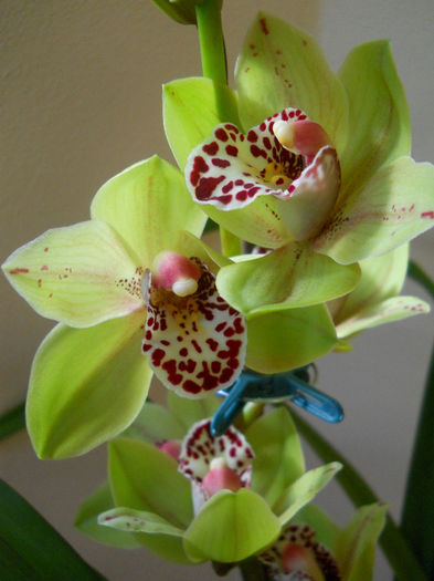 DSCN0081_016 - cymbidium 2013-2014