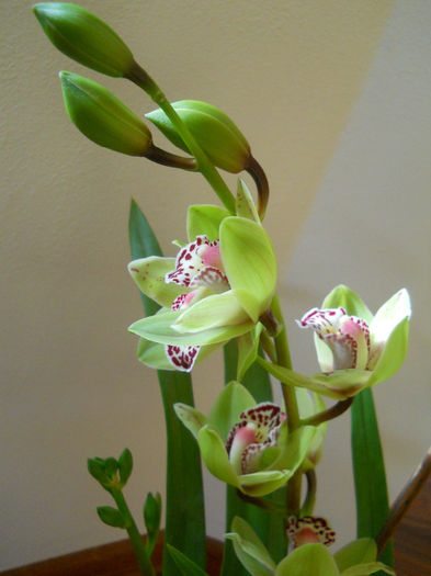 DSCN0082_017 - cymbidium 2013-2014