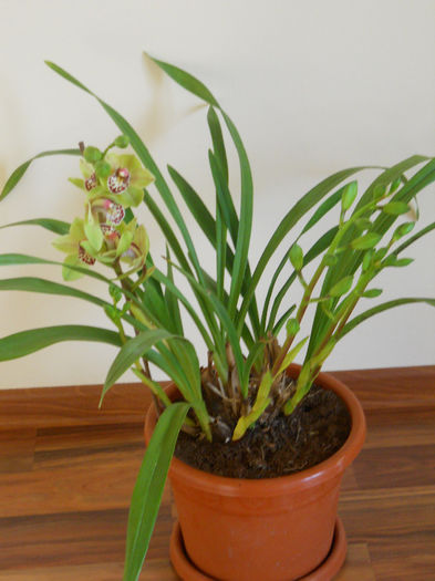 DSCN0083_018 - cymbidium 2013-2014