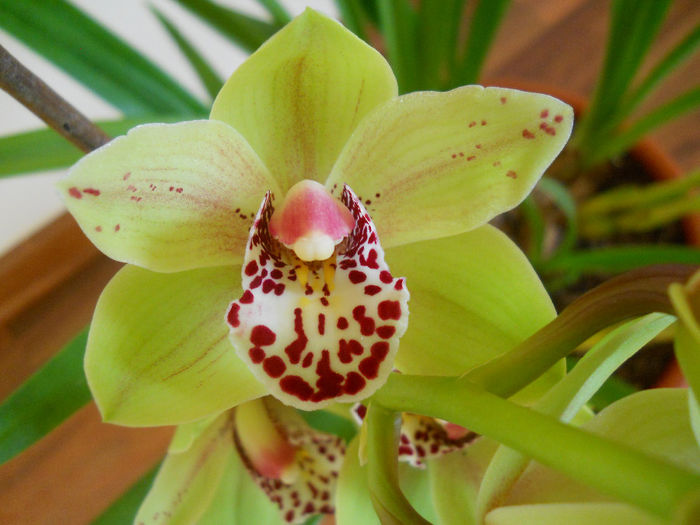 DSCN0086_021 - cymbidium 2013-2014