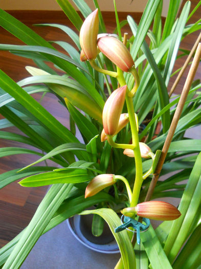 DSCN0087_022 - cymbidium 2013-2014