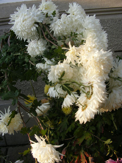 DSCF0099 - Crizantemele mamei si alte flori