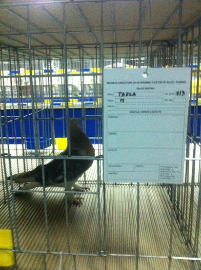 IMG_1487 - Expozitie 2013 - Expofauna